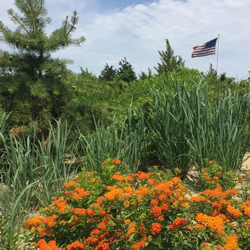 Seaside Planting w/ Butterfly Weed