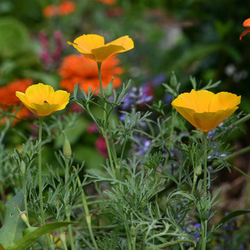 The Majesty Blooming Garden