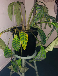 dracaena arborea Dracaena, 14in, Arborea – Floral Acres Greenhouse & Garden Centre main image 0