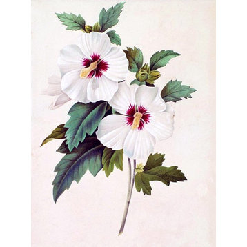 Tile Mural Hibiscus Flower By Fedor Tolstoy Bud, 6"x8", Glossy
