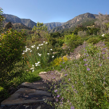 Montecito Phoenix rise from the ashes