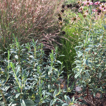 Residentail Raingarden & Path