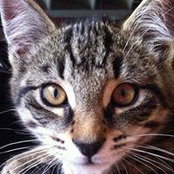 Tiphaine Tarris's photo