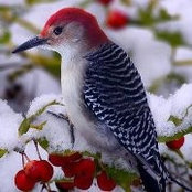 Lori Patience's photo