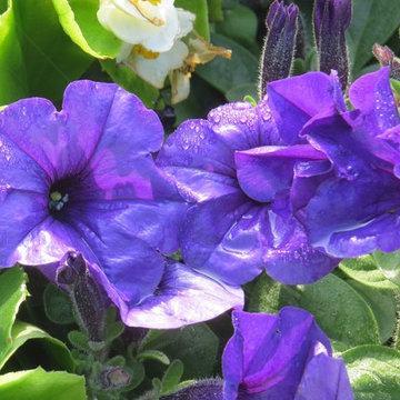Garden Plants