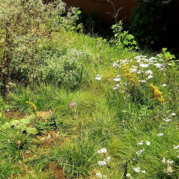 Achillea millefolium