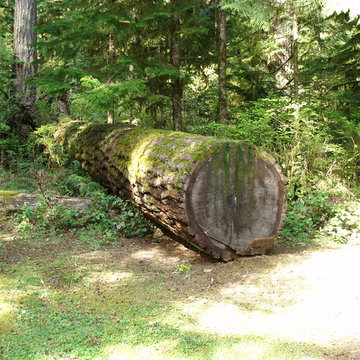 Tree Service Magnolia Beaver Tree Service, Inc.