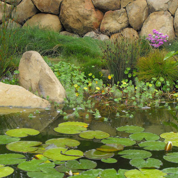 Aquatic Plants