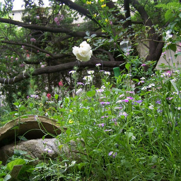 Matthiola bicornis