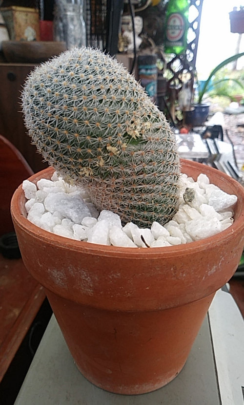 Do stores glue fake flowers to tops of cacti?