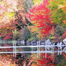 Fall Colors