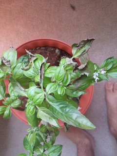 My Basil plant is turning brown ish