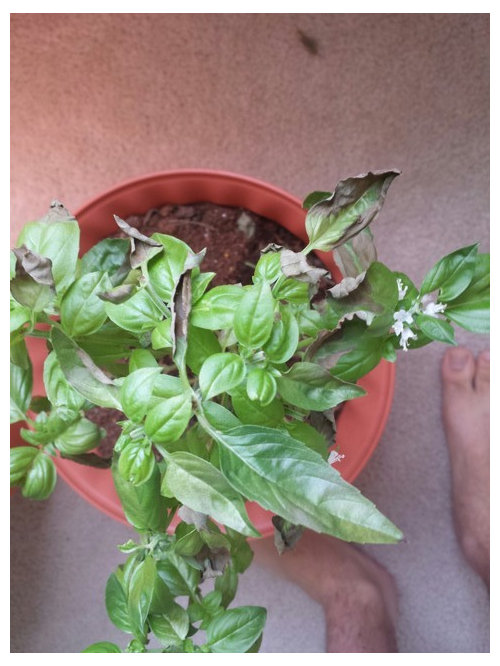 My Basil Plant Is Turning Brown Ish