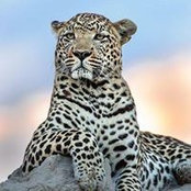 Carol Wilhelm's photo