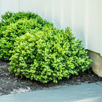 Boxwoods and Bluestone
