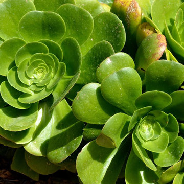 Succulent Planters