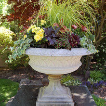 Container Plants