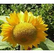 Francine Auger's photo