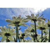 Jeanne Hackworth's photo