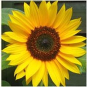 Lydia Tong's photo