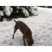 Lise Dencoff's photo