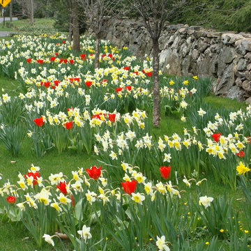 Tulips & daffodils along the road