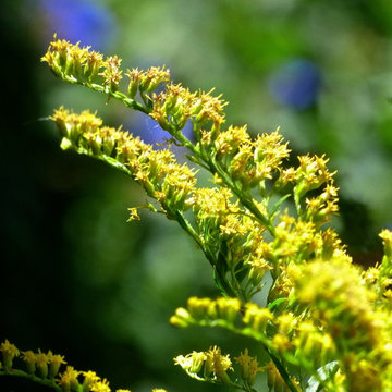 Dwarf Goldenrod and Dwarf Plumbago at the Waterwise Landscapes office