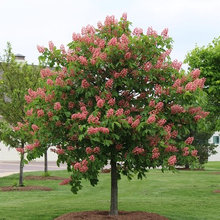 indiana gardening inspiration
