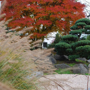 Herbststimmung mit Gräsern, Japanischem Ahorn und Formkiefer
