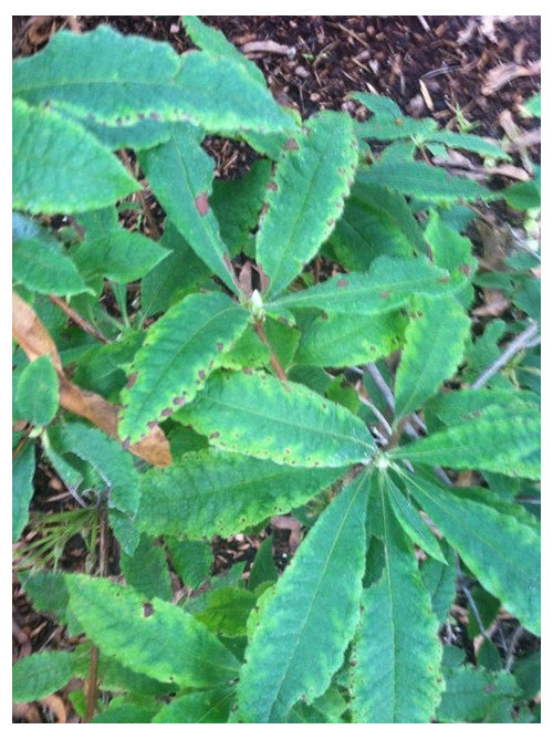 Azalea with Brown Spots