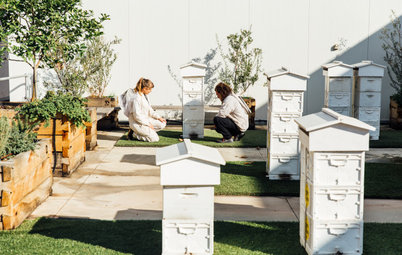 Taking Flight: The Couple Bringing Bees to Melbourne Rooftops