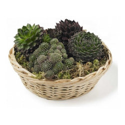 Basket of Succulents - Area Rugs