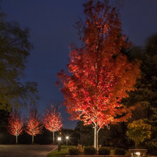Landscape Lighting