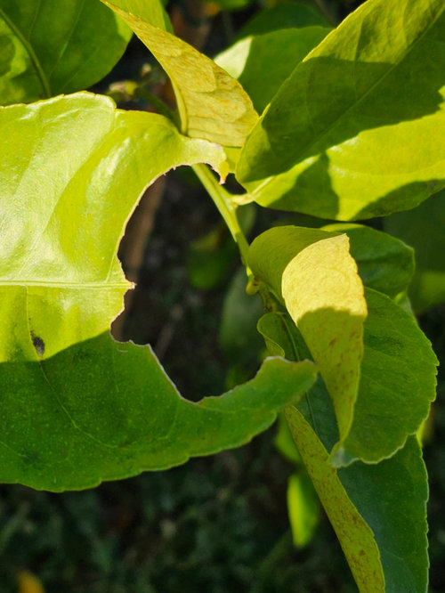 What is eating my citrus tree leaves?