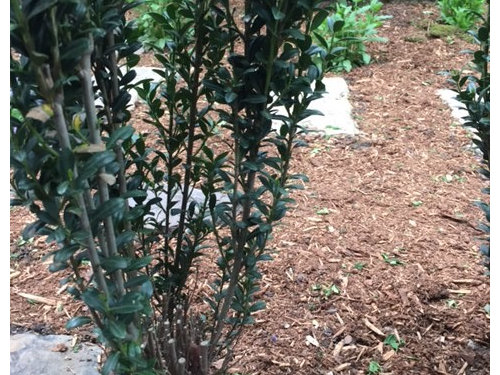 Dead Branches In Sky Pencil Hollies Do They Fill Out Again Z6