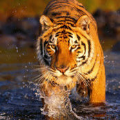 Shivam Dhaka's photo
