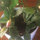 anne_gardiner