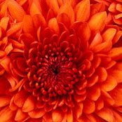 Shaya Bodansky's photo