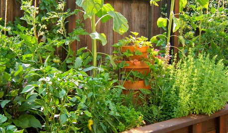 How to Squeeze a Vegetable Patch into a Small Garden