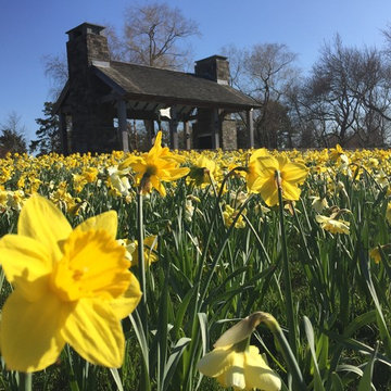 Mass Daffodil Planting