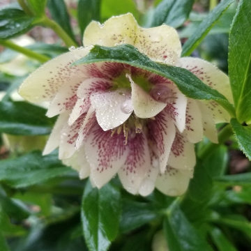 Gainesville Garden and Landscaping