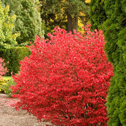 Cole's Compact Burning Bush - Plants