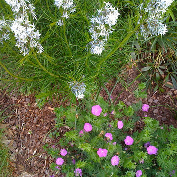 Green Springs:  Growing a New Old Garden
