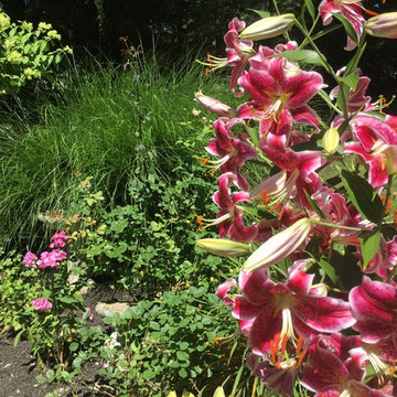 Stargazer Lily