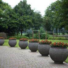Plantas