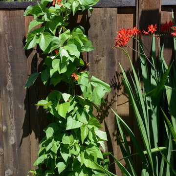 Raised Vegetable Bed / Ornamental Garden 2016