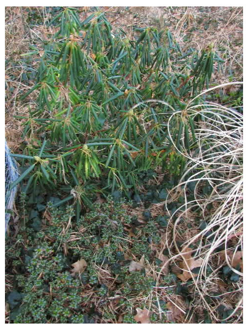 Cold and Rhododendron leaves curling
