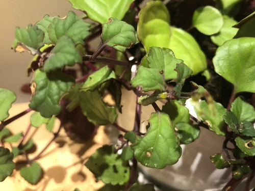 Help Brown Spots On Purple Swedish Ivy