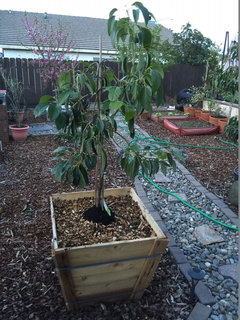 My Container Trees I Just Got Done Transplanting The Smaller Tree Into New Container M Doing Other One Tomorrow When Can Get A Second Pair Of Hands To Help