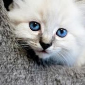 Roya Melpomene's photo